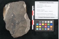 Foto (Objekt + Etikett) von Callistemophyllum melaleucaeforme Ettingshausen (NHMW-GEO-2024-0188-8037)